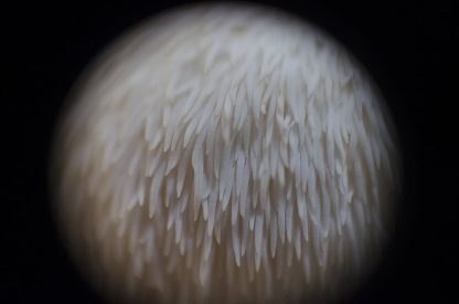 Miceliu lichid de ciuperci Hericium erinaceus (Coama leului)