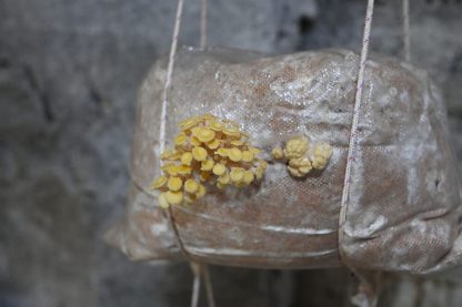 Miceliu lichid de ciuperci Pleurotus citrinopileatus (Pleurotus auriu)