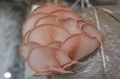 Miceliu lichid de ciuperci Pleurotus roz Pleurotus djamor