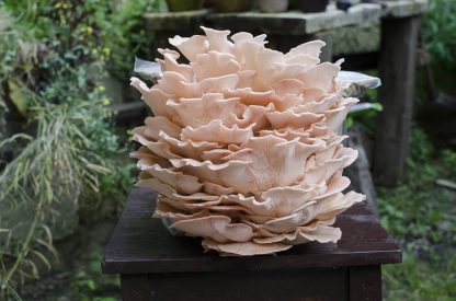 Miceliu lichid de ciuperci Pleurotus roz Pleurotus djamor