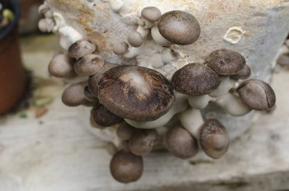 Miceliu lichid de ciuperci Pleurotus eryngii (King oyster)