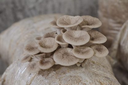 Miceliu lichid de ciuperci Pleurotus pulmonarius (Pleurotus de vara)