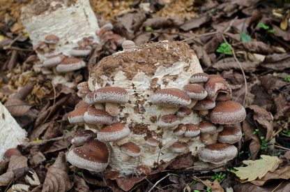 Miceliu lichid de ciuperci Shiitake Lentinula Edodes var. SH1