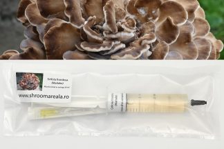 Miceliu lichid de ciuperci Grifola frondosa (Maitake) în partea de jos a imagini și ciuperca maitake în partea de sus