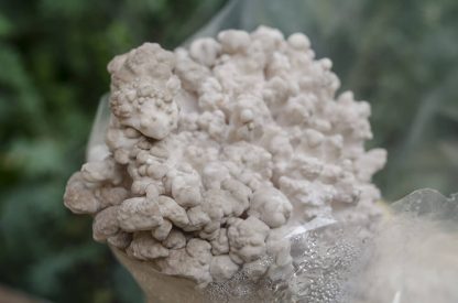Miceliu lichid de ciuperci Grifola frondosa (Maitake)