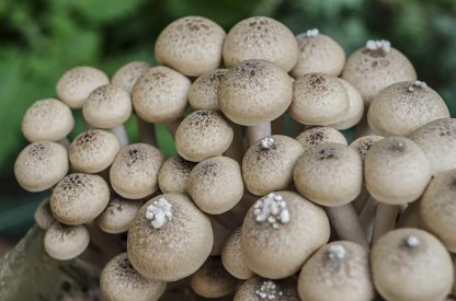 Miceliu lichid de ciuperci Hypsizygus tessellatus (Shimeji brun)