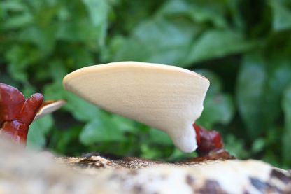 Miceliu lichid de ciuperci Ganoderma lucidum (Reishi)