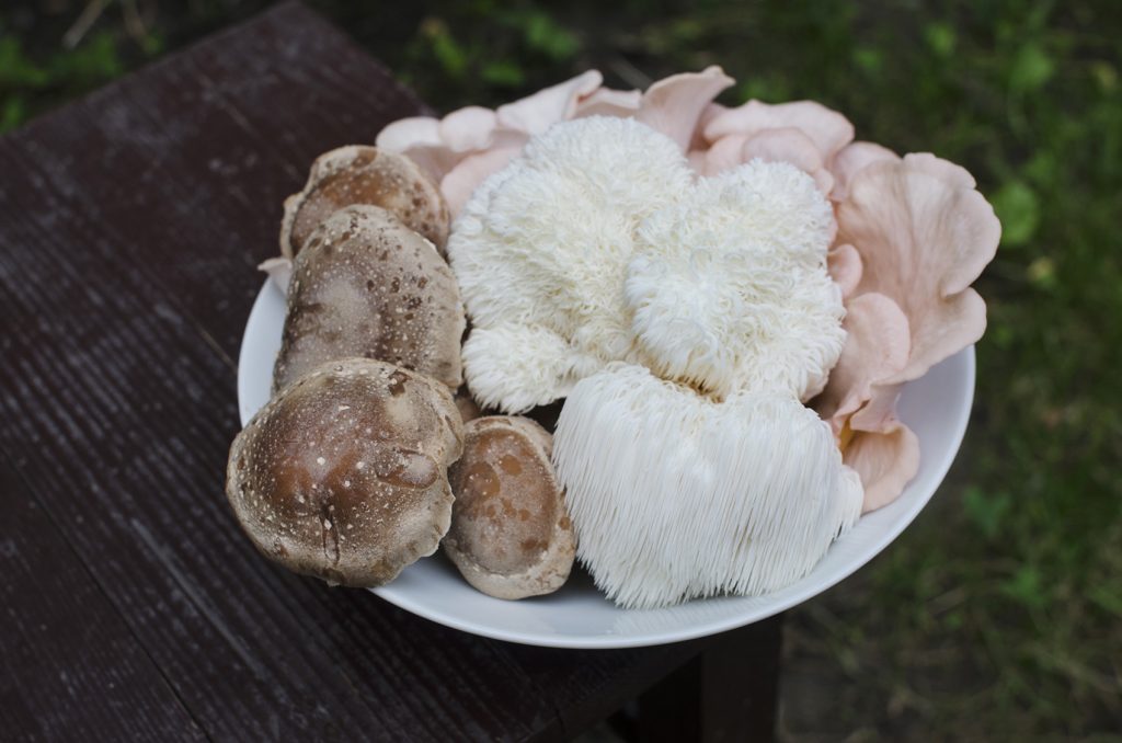 farfurie cu ciuperci coama leului, shiitake, pleurotus roz