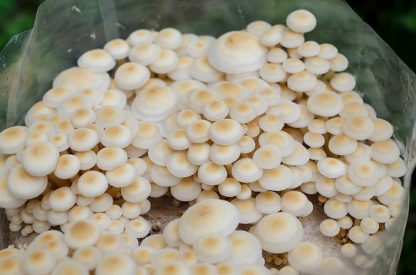 Miceliu lichid de ciuperci Flammulina velutipes (Enoki auriu)