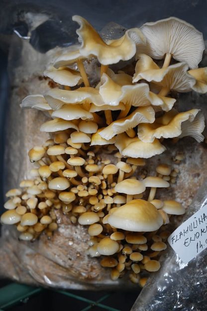 Miceliu lichid de ciuperci Flammulina velutipes (Enoki auriu)