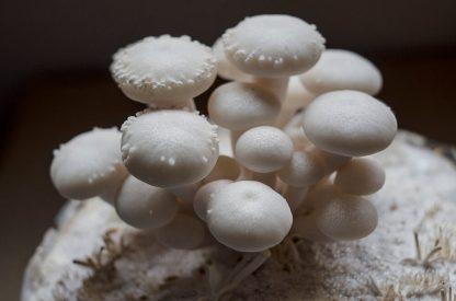 Miceliu lichid de ciuperci Hypsizygus tessellatus (Shimeji alb)