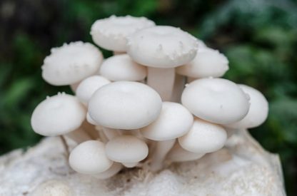 Miceliu lichid de ciuperci Hypsizygus tessellatus (Shimeji alb)