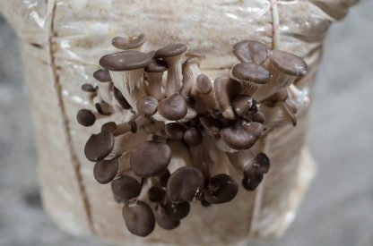 Miceliu lichid de ciuperci Pleurotus ostreatus (Pleurotus brun)