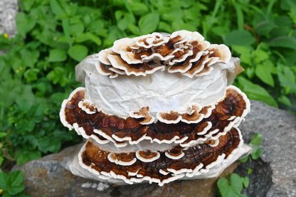 Miceliu lichid de ciuperci Trametes versicolor (Coada de curcan) (Turkey Tail Mushroom)