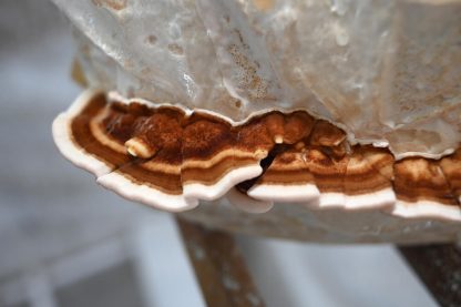 Miceliu lichid de ciuperci Trametes versicolor (Coada de curcan) (Turkey Tail Mushroom)