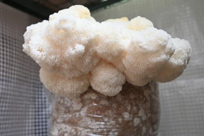 Miceliu lichid de ciuperci Hericium americanum (Bear’s Head)