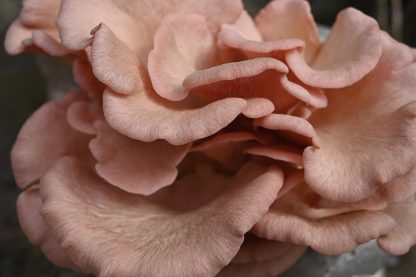 Miceliu lichid de ciuperci Pleurotus roz Sakura Oyster Pleurotus djamor