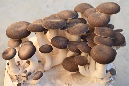 Miceliu lichid de ciuperci Pleurotus ostreatus - Hibrid