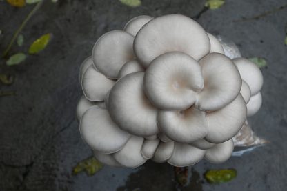 Miceliu lichid de ciuperci Pleurotus ostreatus (Princess Pearl)