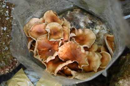 Miceliu lichid de ciuperci Pholiota nameko (Nameko)