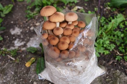 Kit pentru cultivarea ciupercilor Shroomareala