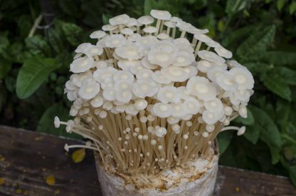 Kit pentru cultivarea ciupercilor Shroomareala
