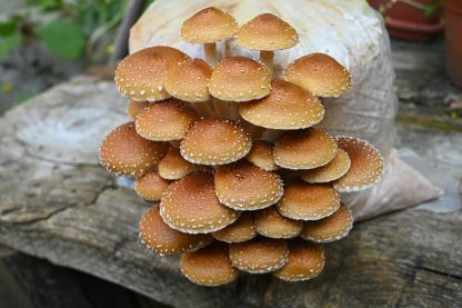 Peleti de lemn de fag pentru cultivarea ciupercilor