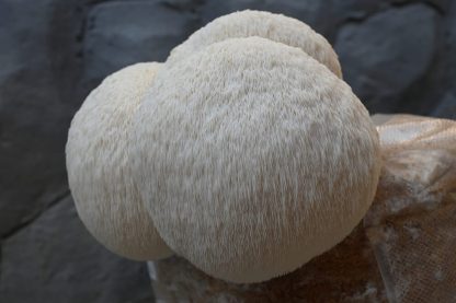 Miceliu lichid de ciuperci Hericium erinaceus Coama leului (var. Lion’s Pride)