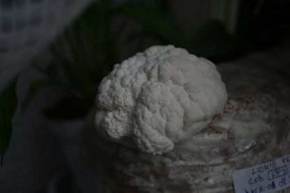 Miceliu lichid de ciuperci Hericium erinaceus Coama leului (var. Lion’s Pride)