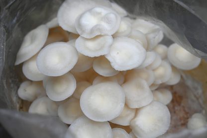 Miceliu lichid de ciuperci Flammulina Velutipes (Enoki Alb)
