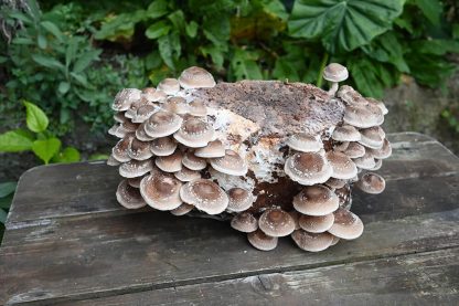 Miceliu lichid de ciuperci Shiitake Lentinula Edodes var. M3714