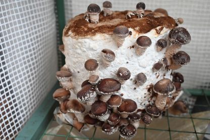 Miceliu lichid de ciuperci Shiitake Lentinula Edodes var. M3714