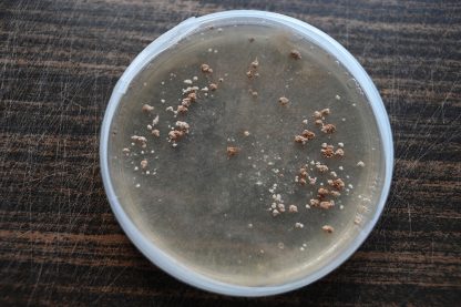 Miceliu lichid de ciuperci Morchella Importuna (Zbârciog)