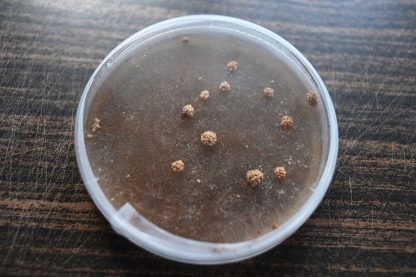 Miceliu lichid de ciuperci Morchella Importuna (Zbârciog)