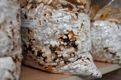 Saculet 2 kg Miceliu de ciuperci Shiitake