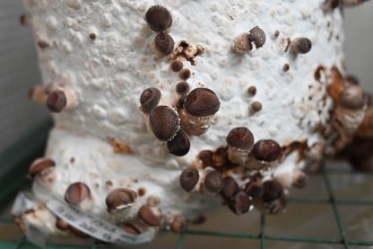Saculet 2 kg Miceliu de ciuperci Shiitake