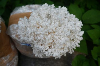 Detaliu de sus cu ciuperca Hericium coralloides (Hericium coral) crescuta cu miceliu lichid