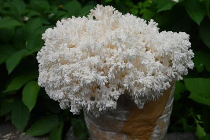 Detaliu din lateral cu ciuperca Hericium coralloides (Hericium coral) crescuta cu miceliu lichid