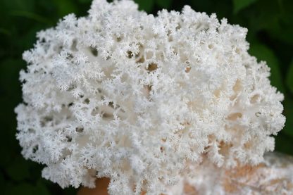 Detaliu de foarte aproape cu ciuperca Hericium coralloides (Hericium coral) crescuta cu miceliu lichid