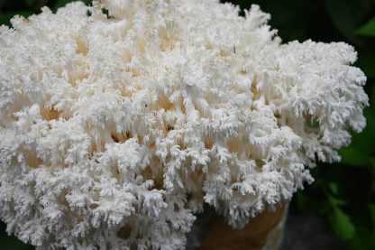 Detaliu de foarte aproape de sus cu ciuperca Hericium coralloides (Hericium coral) crescuta cu miceliu lichid