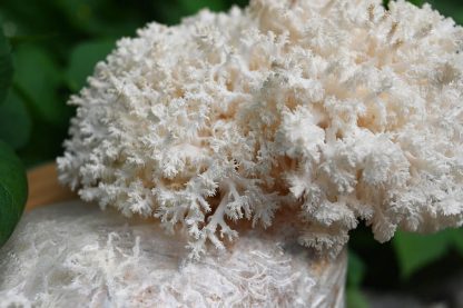 Formatiunile tip coral ale ciupercii Hericium coralloides (Hericium coral) crescuta cu miceliu lichid