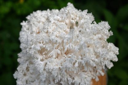 forma ciuperca Hericium coralloides (Hericium coral) crescuta cu miceliu lichid