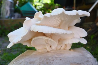 Detaliu de jos cu ciuperci albe Pleurotus populinus (Pleurotus de plop) crescute cu miceliu lichid