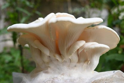 Detaliu de jos cu ciuperci tinere albe Pleurotus populinus (Pleurotus de plop) crescute cu miceliu lichid