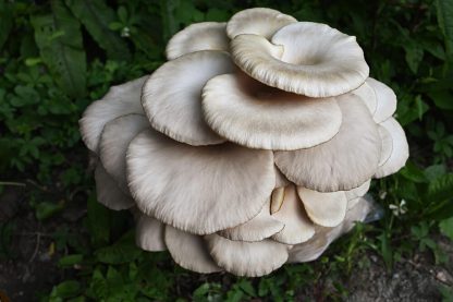 Imagine de sus cu ciuperci Pleurotus pulmonarius (Pleurotus de Mai) crescute cu miceliu lichid Shroomareala