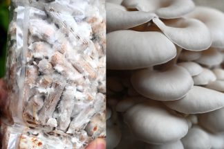 Dibluri cu miceliu de ciuperci Pleurotus ostreatus (Princess Pearl)