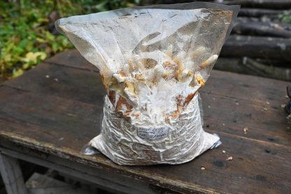 Miceliu lichid de ciuperci Ganoderma lingzhi ( Reishi Lingzhi )