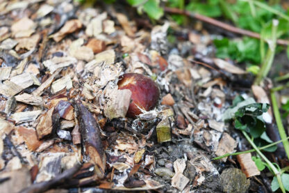 Stropharia rugosoannulata (Wine Cap) miceliu pe rumegus saculet 2 kg ciuperca gradina