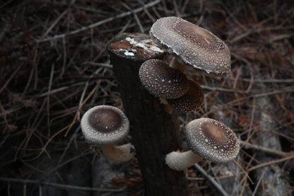 Ciuperci Shiitake proaspete 500gr crescute natural pe busteni