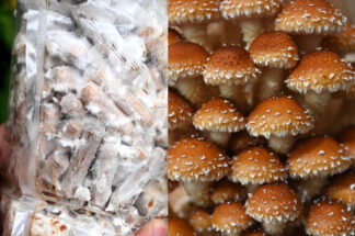 Pholiota adiposa (Chestnut mushroom) dibluri cu miceliu pentru cultivarea ciupercilor pe busteni